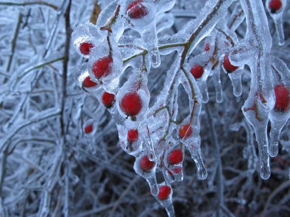ice berries